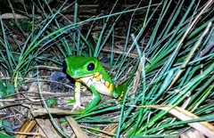 Phyllomedusa burmeisteri
