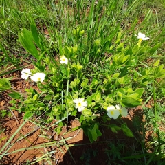 Hibiscus aethiopicus