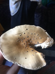 Amanita pantherina