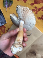Amanita pantherina