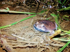 Physalaemus nattereri