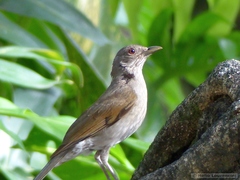 Turdus leucomelas