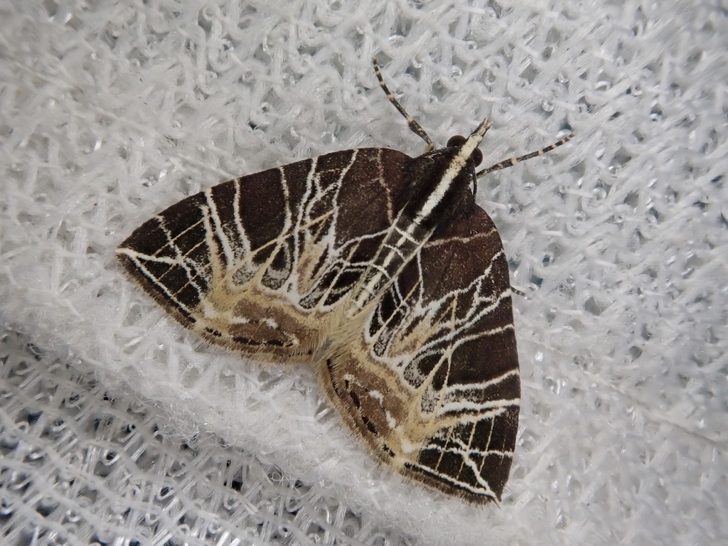 Evecliptopera illitata