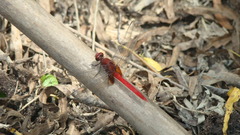 Erythemis mithroides