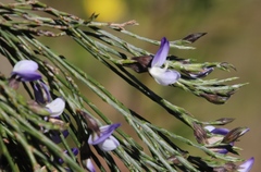Psoralea pullata