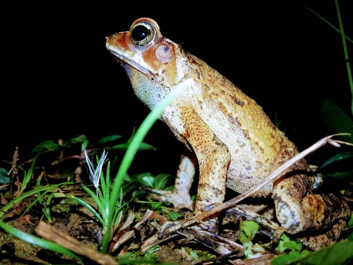 Ornate Forest toad