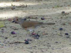 Turdus leucomelas