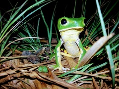 Phyllomedusa burmeisteri