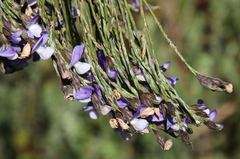 Psoralea pullata