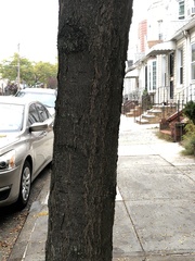Gleditsia triacanthos