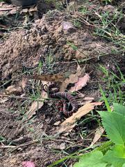 Lampropeltis ruthveni