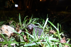 Atelerix albiventris