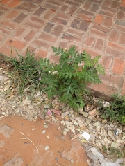 Solanum sisymbriifolium