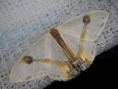 Macrocilix mysticata watsoni