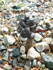Helvella vespertina