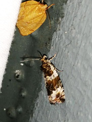 Olethreutes versicolorana