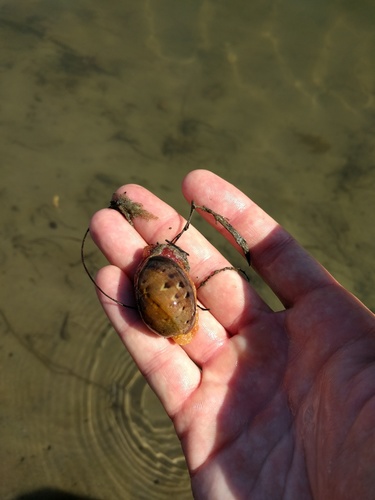 iNaturalist observation photo of Cloudy Bubble Snail
