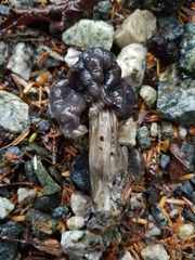 Helvella vespertina