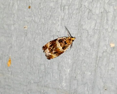 Olethreutes versicolorana