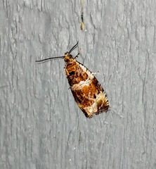 Olethreutes versicolorana