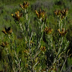 Oedera tricephala