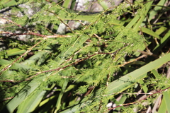 Asparagus rubicundus
