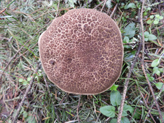 Xerocomellus diffractus