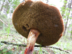 Xerocomellus diffractus