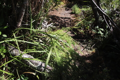 Asparagus rubicundus