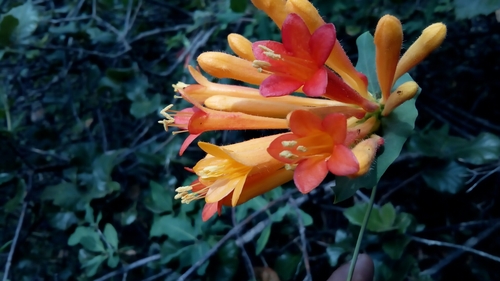 Lonicera pilosa (Lonicera pilosa)