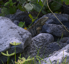 Cyclura nubila caymanensis