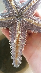 Astropecten armatus
