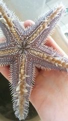 Astropecten armatus