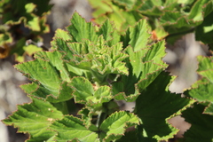 Pelargonium cucullatum strigifolium