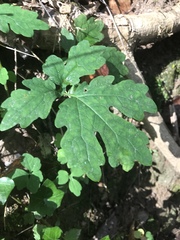 Stylophorum diphyllum