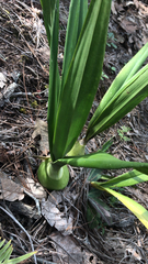 Prosthechea michuacana