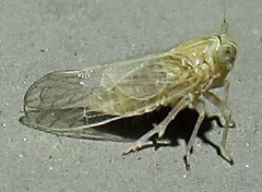 Metadelphax propinqua