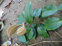 Aspidosperma