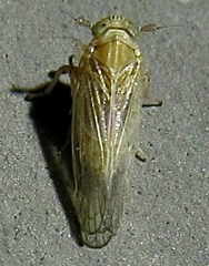 Metadelphax propinqua