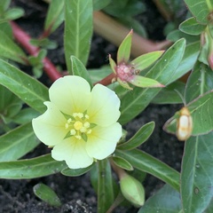 Ludwigia adscendens image