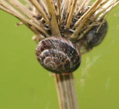 Xeroplexa intersecta