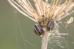 Xeroplexa intersecta