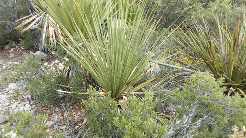 Image of Dasylirion Cedrosanum (Dasylirion cedrosanum) by (c) Leticia Jiménez Hernández, some rights reserved (CC BY-SA)