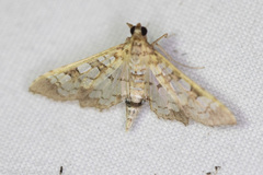 Diacme elealis