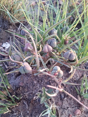 Euphorbia pseudotuberosa
