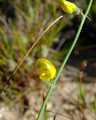 Lebeckia pauciflora