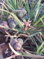Euphorbia pseudotuberosa