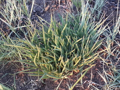Euphorbia pseudotuberosa