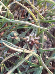 Euphorbia pseudotuberosa