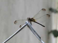 Dythemis sterilis
